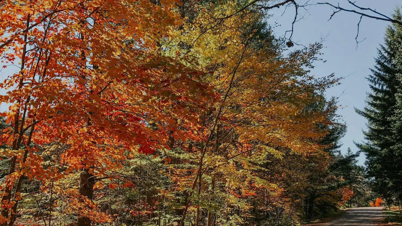 Quiet road lined with autumn trees in open countryside, illustrating a move from Toronto to Oro-Medonte