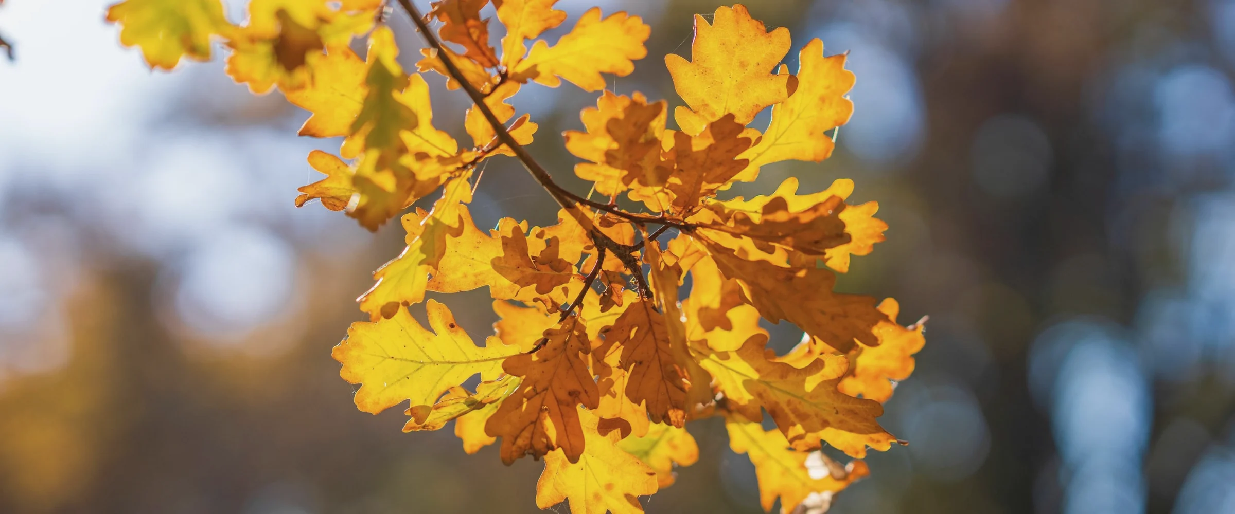 Backlit oak leaves at peak autumn colour, illustrating the October 2026 Simcoe County and Muskoka market intelligence report